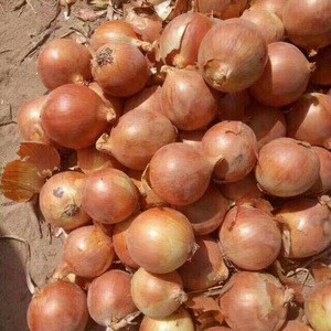 Chinese cheap good fresh onion/onion seeds/