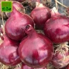 Chinese fresh red onion new crop good quality mesh bag Professional export fresh red onions wholesale