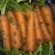 Import Chinese new crop wholesale fresh and clean delicious carrots from China