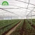 Cold frame other multi-span agricultural greenhouse with aquaponic towers hydroponic growing systems for sale