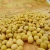 crop Chinese High protein yellow soybean soya beans / soy bean for sale