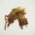Import Dried Squid Head/Tentacle from Malaysia