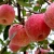 Import Export 2020 new crop fresh apple fruit with good price from China