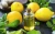 Import Factory direct sale Wholesale price high quality  Lemon Oil Pure Natural Lemon Essential Oil from China