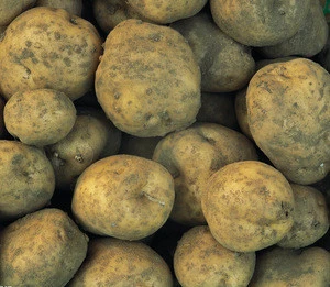 Factory supply fresh yellow potatoes fresh potato tornado