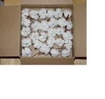 Fresh  COTTON