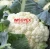 Import Fresh Export Quality Bangladeshi Cauliflower from Bangladesh