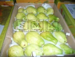 Fresh Guava