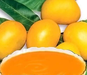 Fresh mango for sale now