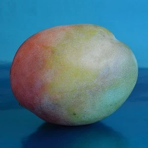 Fresh Mango Kent / Keitt / Amelie From South Africa