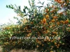 Fresh Nanfeng Oranges For Import