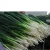Import Fresh Scallions Fresh Green Onion, Green onion , Welsh onion from South Africa
