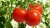 Import FRESH TOMATO EXPORT STANDARD PRICE FOR SALE HIGH QUALITY WITH BEST PRICE FOR YOU from Vietnam
