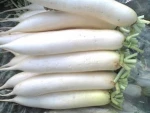 Fresh white Radish
