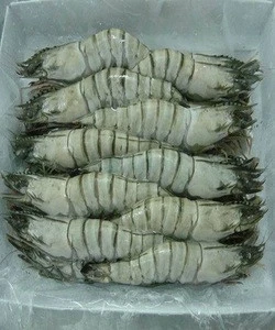 Frozen big size tiger shrimp for sale