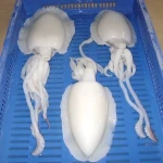 FROZEN CUTTLEFISH