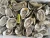 Import Frozen Half Shell Pacific Oyster from China