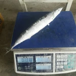 Frozen Pacific Saury Fish, Canned, Bait, Seafood