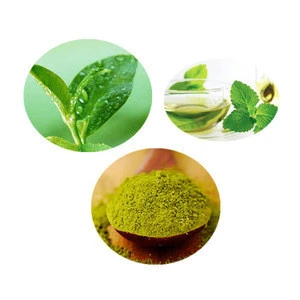 Gmp Certified 100% Natural Organic Green Tea Extract Tea Polyphenol With Best Price