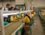 Green Bean : Robusta Java gr 2 Dry Process