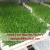 Import Growing/sprout machine of seeds large capacity barley malt machine /hydroponic fodder machine(Radish red machine) from China