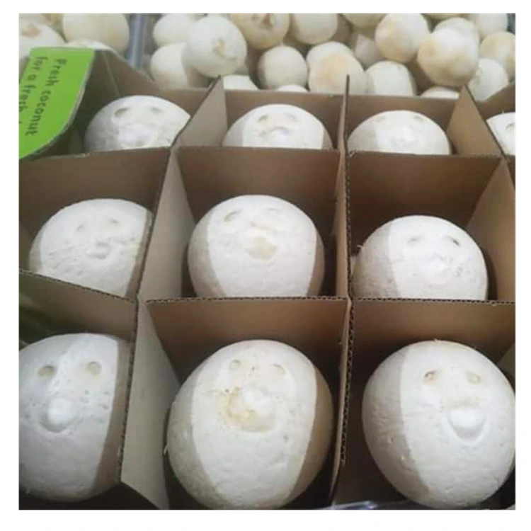 Guarantee Free Sample Full Certificates Organic High Quality Vietnamese Fresh Young Coconut Best Price