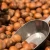 Import Hazelnuts from Uganda