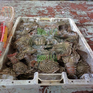 High Quality Frozen Slipper Lobster for Sale at Best Price from Pakistan
