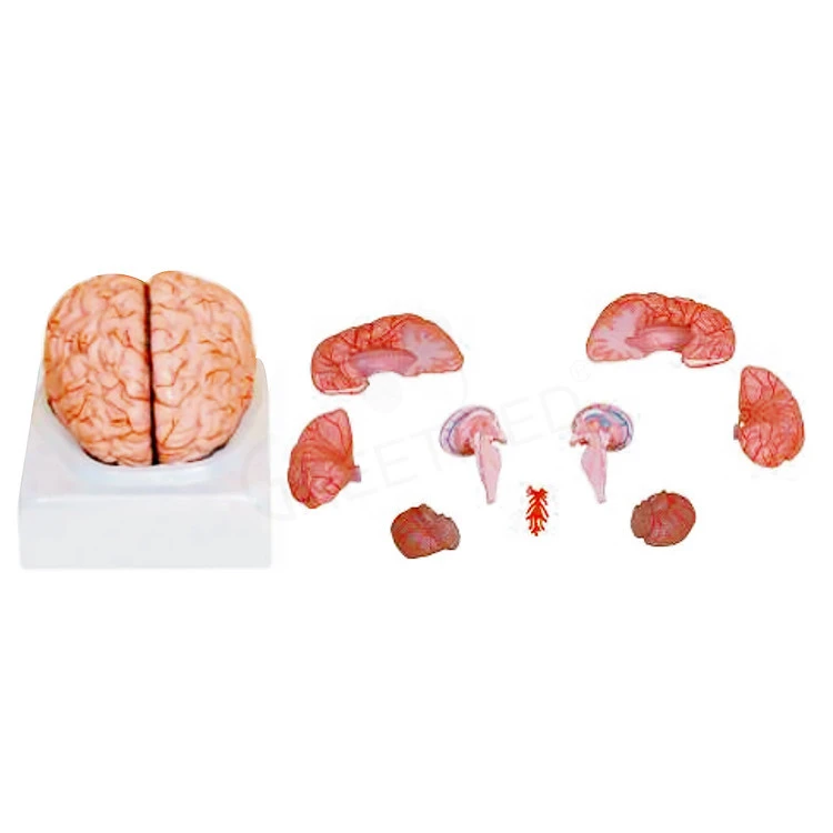 High quality medical 3d 9parts plastic human brain model with arteries