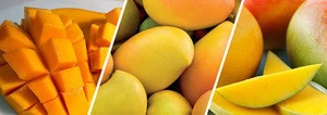 Highly Demanded Fresh Indian Mango Available at Low Market Price