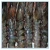 Import IQF Frozen fresh whole round Black Tiger Shrimps from China