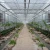 Import Large-scale production tunnel glass greenhouse for sale from China