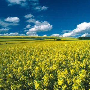 Licord Canola Seed For Oil
