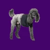 Most Popular protective safety  Velpeau Sling for pet care product