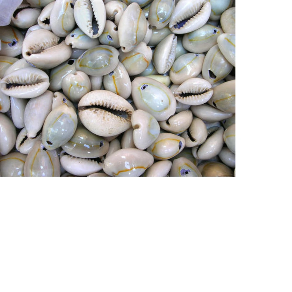 natural cowrie shell beads suitable for jewelry designers, art and craft projects ,