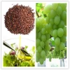 Natural Grape Seed Oil Extract