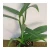 Import New arrival wholesale natural plant bamboo live plant from China