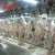 Import new condition poultry slaughtering equipment / chicken processing line plant from China