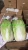 Import new crop chinese long cabbage for sale from China