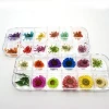 New Hot Sale 24Pcs 12 Colors 3D Decoration Real Dry Dried Flower for Gel Nail Art Tips
