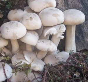 Organic New Free Ship Mushroom Wuyi Mountain Yin Er Tremella Mushrooms Dried Silver Ear White Snow Fungus