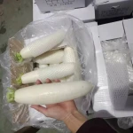 Quality chinese fresh white radish / crispy turnip vegetable supply