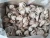 Import Quality Fresh/ frozen Baby Octopus ( Latin name Octopus ocellantus ) from USA