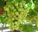 Quality Fresh Seedless Grapes