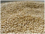 Quinoa Grain/ Quinoa Seeds/Organic Quinoa Grain for sales