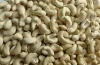 Raw Cashew Nuts W210, W240, W320