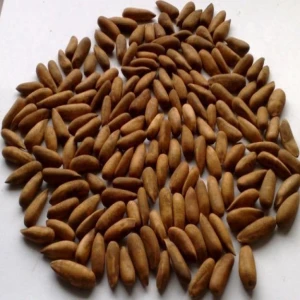 Raw Pine Nuts In Shell