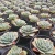 Import real plants succulent bonsai low price plants wholesale from china from China