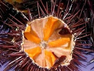 Riccio di mare/ Sea Urchin