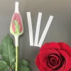 Rose Transparent Single Rose Flower Sleeve